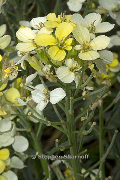 erysimum franciscanum 3 graphic